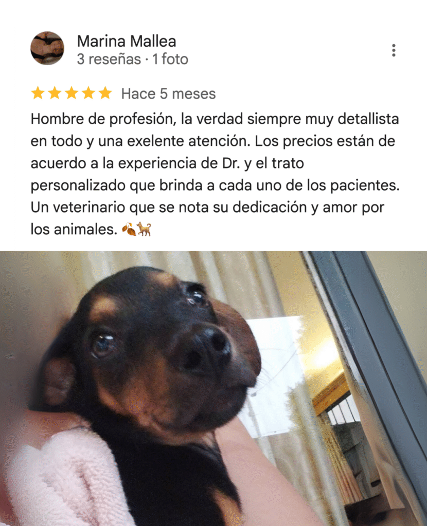 testimonio 5 estrellas de cliente con foto de cachorro